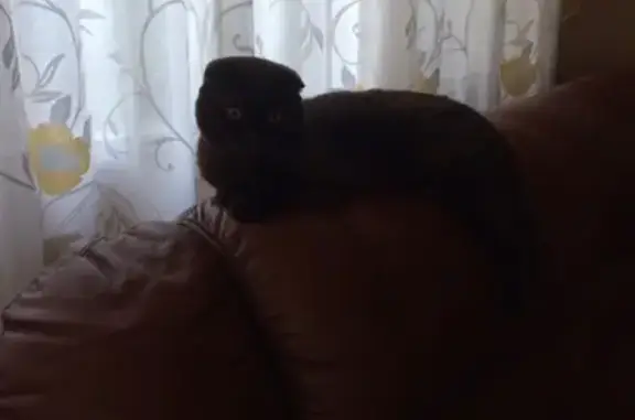 Кошки потеряшки, Тольятти, фото: Потеряшка кот в Тольятти