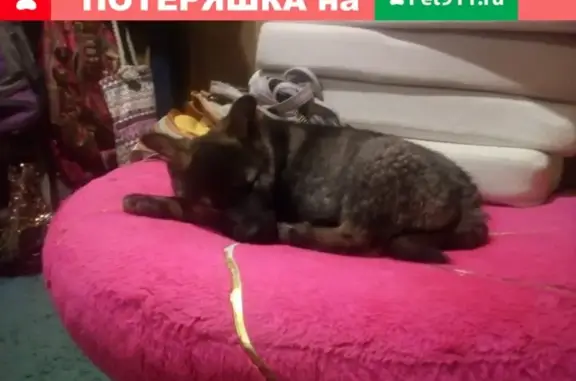 Пропала собака в селе Высокое, Краснодарский край