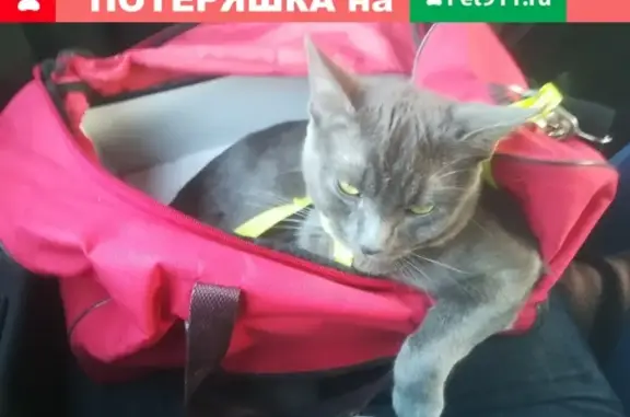 Пропала кошка на Белгородском проспекте 90, помогите найти!