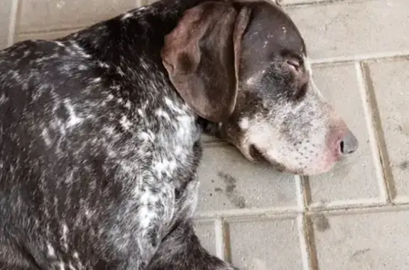 Собака найдена на пр. Кирова в Самаре, ищем хозяев