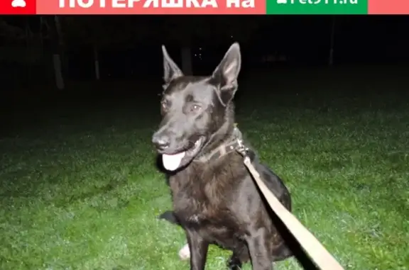 Найден пёс в Красногорске на Карбышева