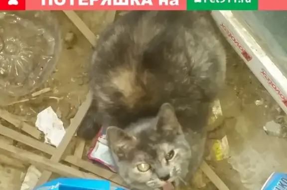 Найдена кошка в Апрелевке, нужна передержка или хозяева
