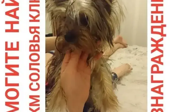 Пропала собака Джесси в районе Соловей-ключа, Владивосток