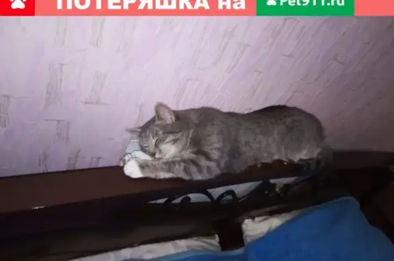 Кошки потеряшки, Киров, фото: Потеряшка кошка на улице Ленина, Киров