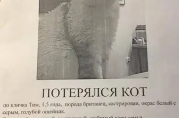 Пропала кошка на ул. Кристальная в Казани с голубым ошейником