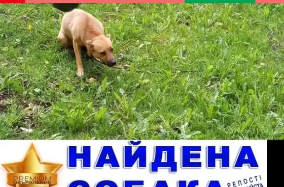 Найдена собака Девочка в Зеленограде