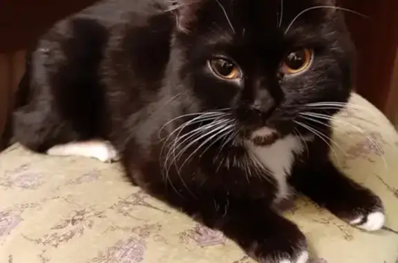 Кошки потеряшки, Москва, фото: Потеряшка кошка на Сумской улице 6к2