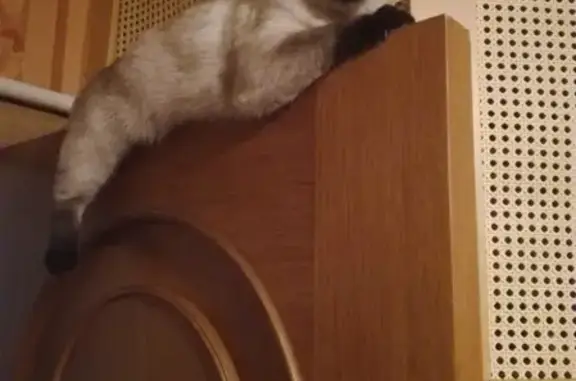 Кошки потеряшки, Тамбов, фото: Потеряшка кошка Норка на Лысогорской улице