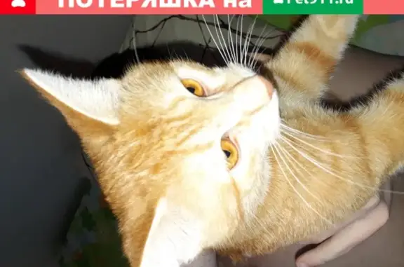 Найдена кошка Котик в Нижнем Новгороде