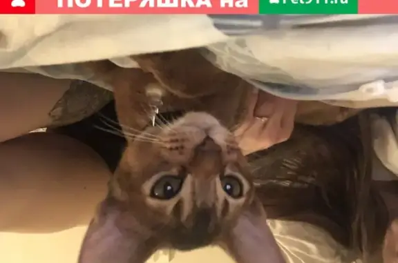 Пропала кошка Лорд породы абиссинец, возраст 5 месяцев, ул. Юных Ленинцев, Москва.