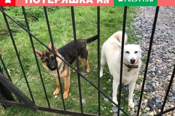 Найдена собака в Рузском районе, Московская обл.