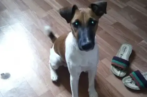 Потерянные животные Анапа, фото: Пропала собака в Краснодарском крае, Анапе, Алмазном проезде 11.