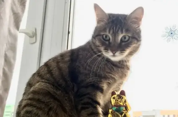 Кошки потеряшки, Москва, фото: Потеряшка кот Тишка на Донской улице, Москва - вознаграждение 10 000 руб.