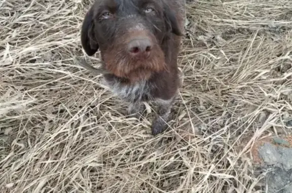 Найдена охотничья собака на дамбе в Абакане, Россия.