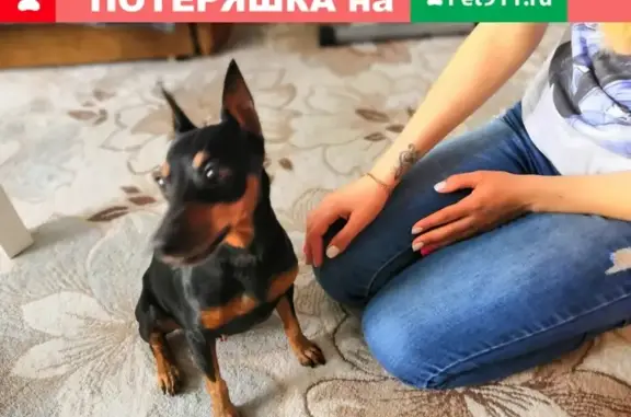 Собака с ошейником найдена у Ярославского вокзала