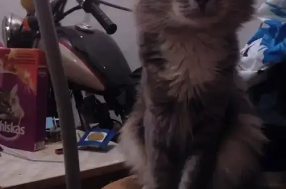 Кошки потеряшки, Москва, фото: Потеряшка кошка Фэн на Верхних Полях, Москва