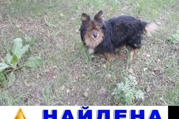 Найдена собака в районе Новогусельского моста, Саратов