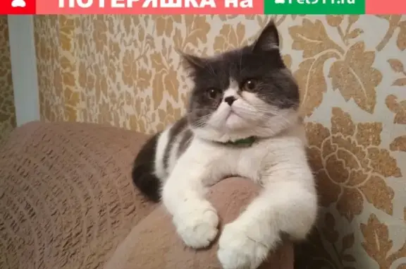 Пропала кошка на острове Ясачный, Иркутская область