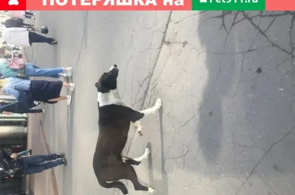 Найдена собака, Москва, фото: Собака найдена у метро Молодежная в Москве