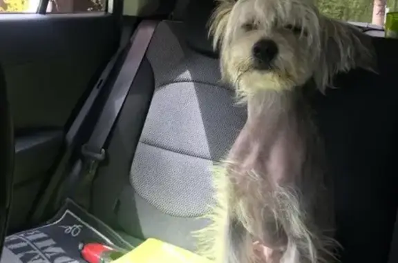 Найдена собака на улице Свободы в Мытищах