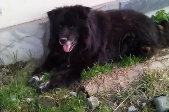 Найдена собака на ГНС-7 ПНТЗ в Первоуральске
