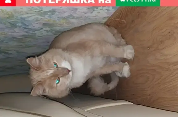 Найден кот в Яблоновском, Республика Адыгея