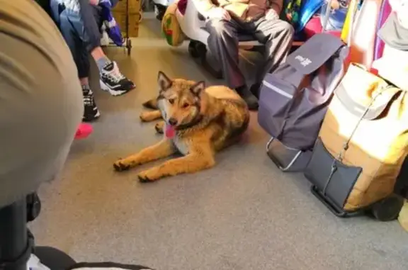 Потерянная собака на поезде от Вербилок до Москвы