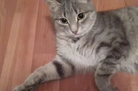 Кошки потеряшки, Новосибирск, фото: Потеряшка кошка Мася на ул. Аэропорт, 51 (Новосибирск)