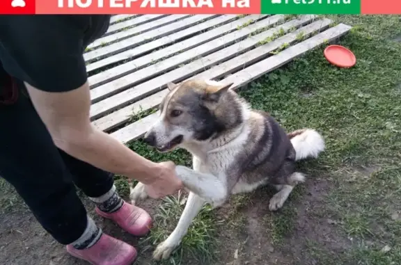 Найдена собака Лайка в Игумново, Московская обл.