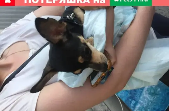 Найдена собака с ошейником в Иваново
