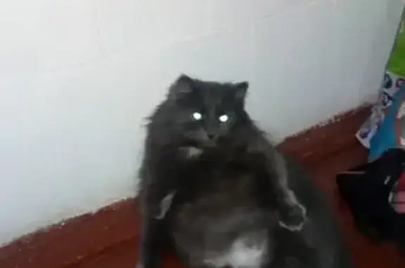 Кошки потеряшки, Борисов, фото: Потеряшка кошка Тася в районе Борисова!