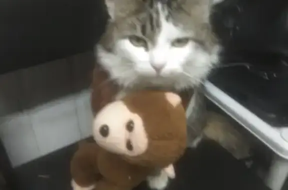 Потерянные животные посёлок подсобного хозяйства Минзаг, фото: Пропала кошка около Минзаг с красным ошейником и куском поводка