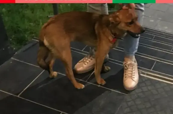 Найдена собака в ЖК кварталы 2119 (21/19)