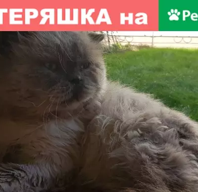 Пропал белый кот на ул. Годлевского, Севастополь