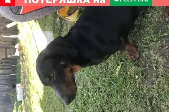 Найдена собака в Садовке, Старомайнский район