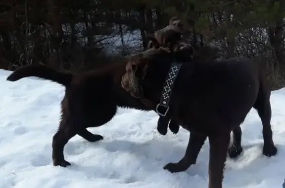 Собаки потеряшки, Соликамский городской округ, фото: Потеряшка собака в Соликамском р-не, след от укуса