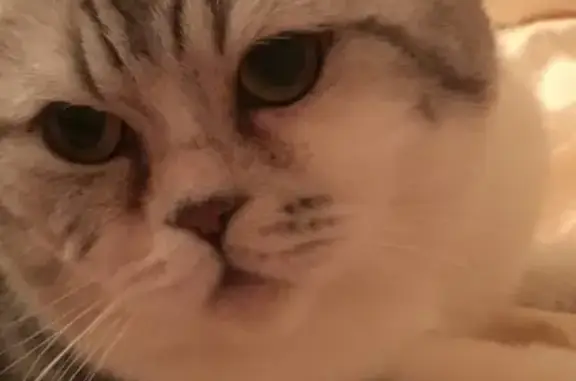 Объявления о пропавших и найденных животных, хутор Камышеваха, фото: Пропала кошка на ул. Озёрная, Камышеваха, Ростовская обл.