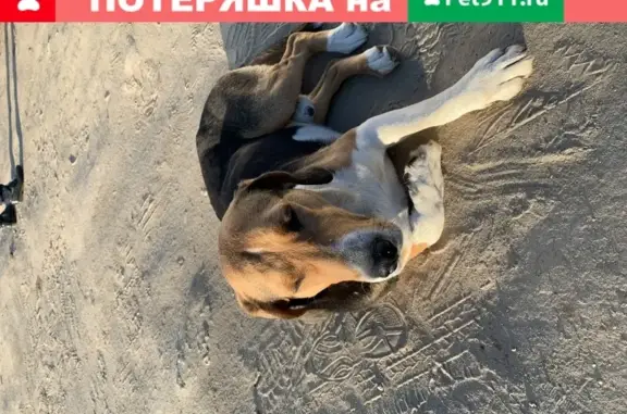 Собака найдена в деревне Анкудиново, Владимирская область (17Н-516)