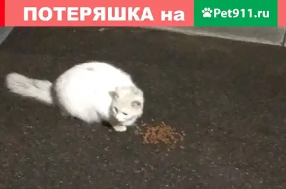 Найдена белая кошка с ошейником в Санкт-Петербурге, адрес: аллея Поликарпова, д. 3, кв. 144.
