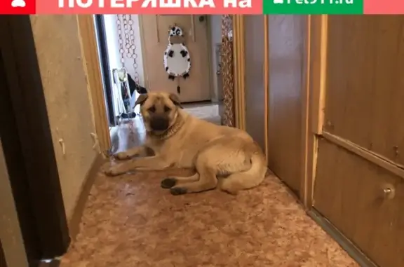 Найдена собака в Зеленограде, ищем хозяев