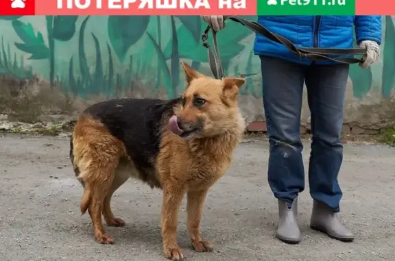 Потеряна собака в Екатеринбурге, район Втузгородка!