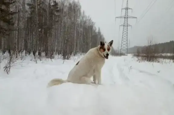 Пропала белая собака с рыжим пятном (Парк Победы, Екатеринбург)