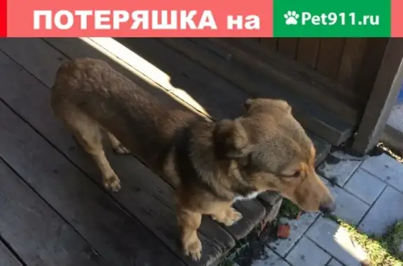Найден кобель с ошейником в Чёрной Речке, Томск