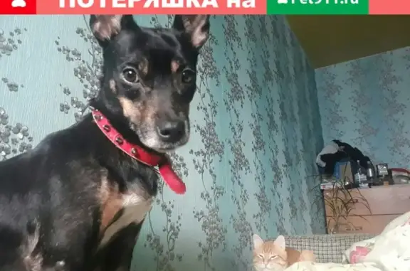 Пропала собака в Казани, возможно в другом районе. 10 лет, черный окрас, ошейник с платочком. Найденцу - вознаграждение.