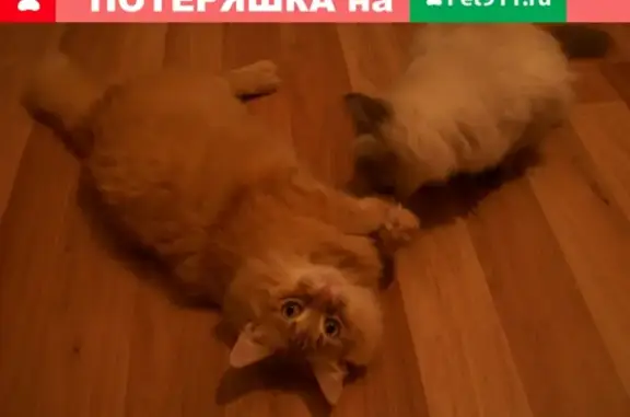 Кошки потеряшки, Ижевск, фото: Потеряшка рыжий кот на ул. Ворошилова