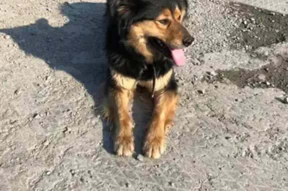 Найдена собака (ВИЗ, Екатеринбург) - черно-рыжий щенок