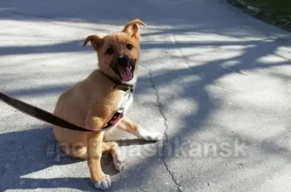 Найдена собака в районе Двуречья с золотистой цепочкой на шее