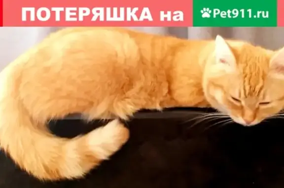 Пропала кошка в Красноярске, Октябрьский район, Лиственная 23
