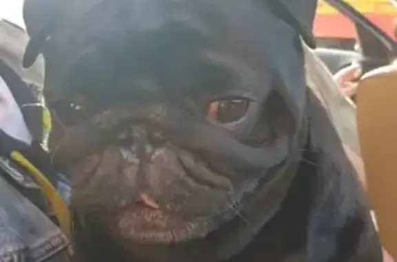 Найдена собака, Санкт-Петербург, фото: Найден мопс в СПБ - Красносельский район