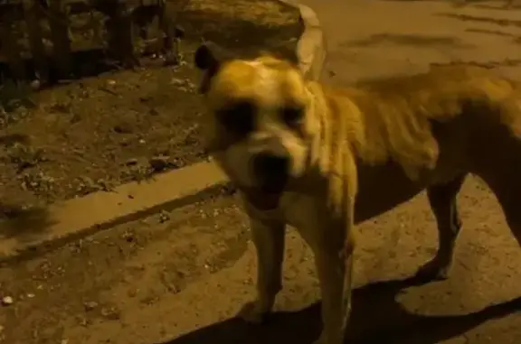Найдена домашняя собака в районе Баджея